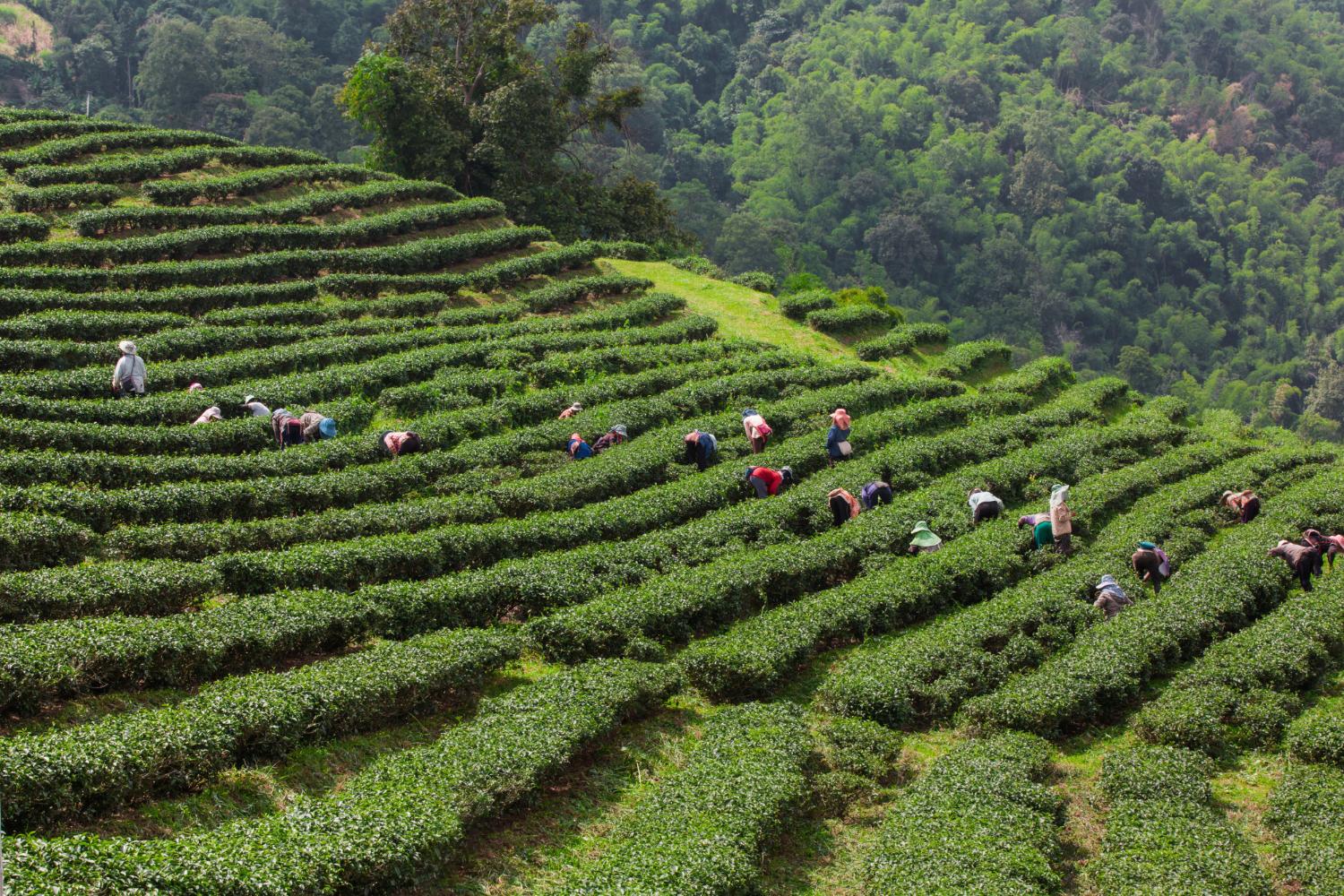 Nuwara Eliya