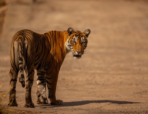 Yala National Park — Where Sri Lanka’s Wild Heart Beats