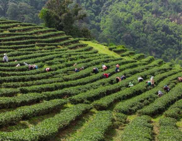 Nuwara Eliya — The “Little England” of Sri Lanka