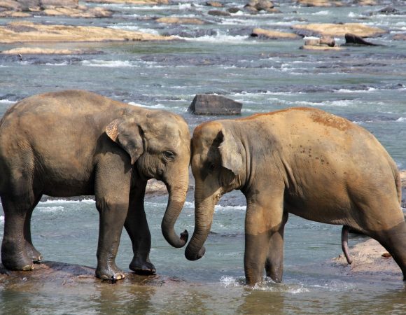 Pinnawala — A Sanctuary for Sri Lanka’s Gentle Giants