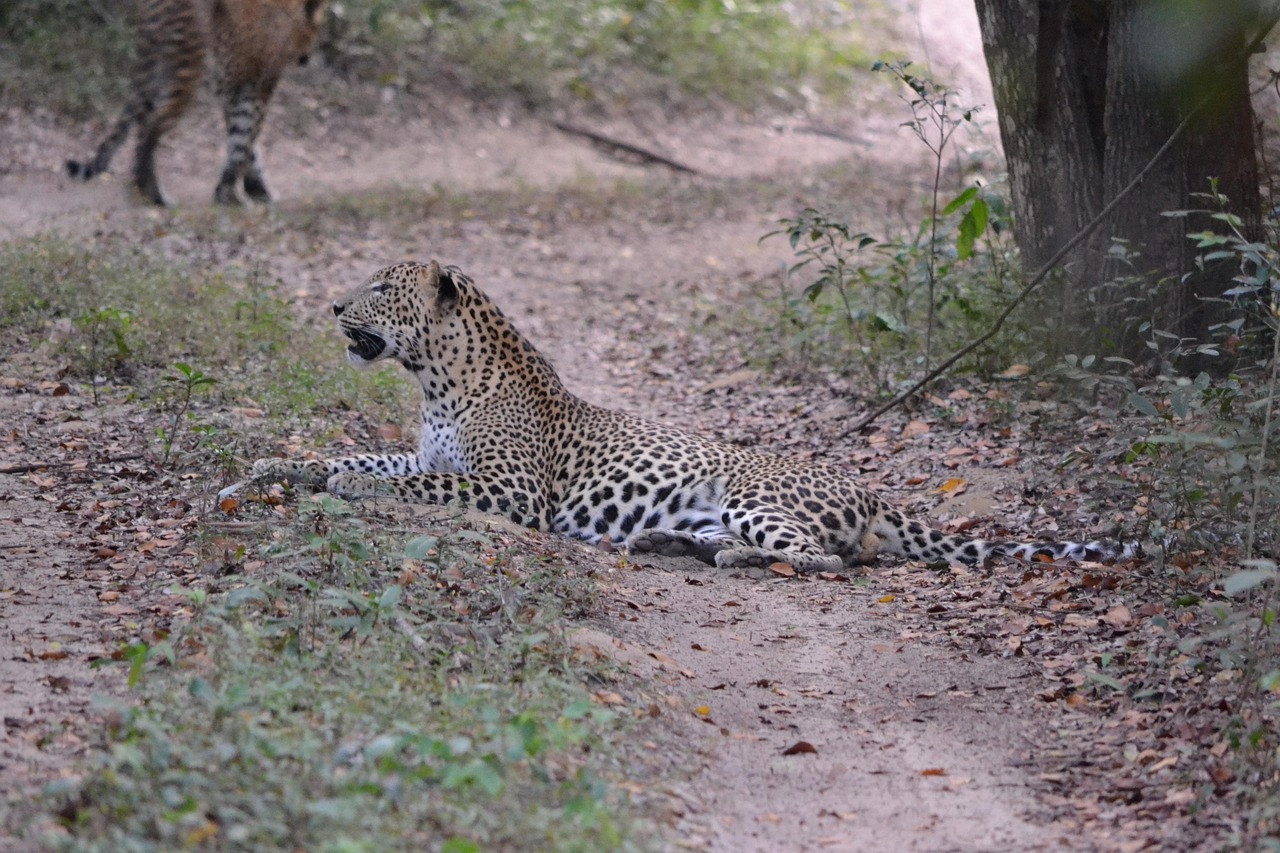 Yala National Park